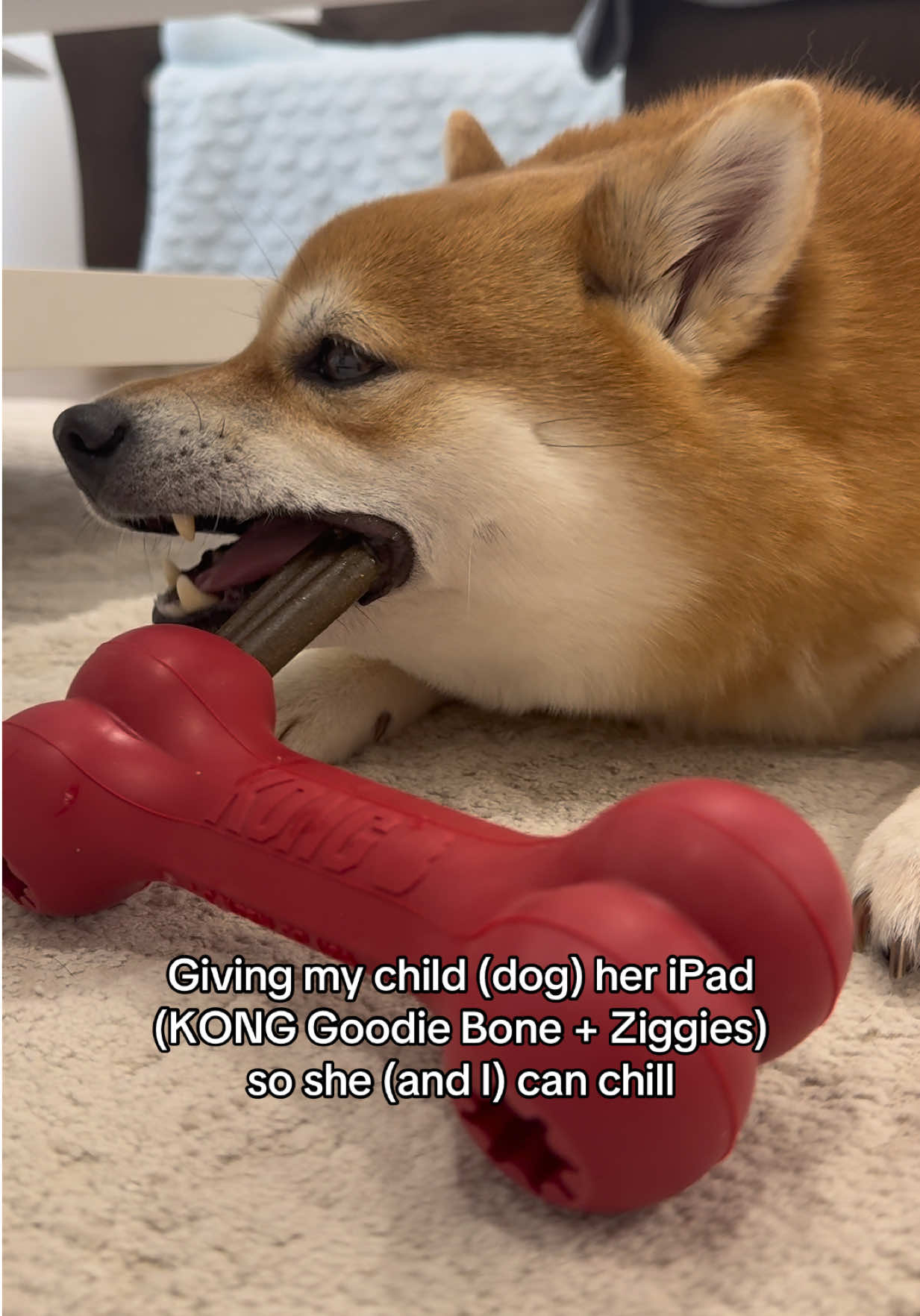 @Flock of Shibas 🐕🐕🐕