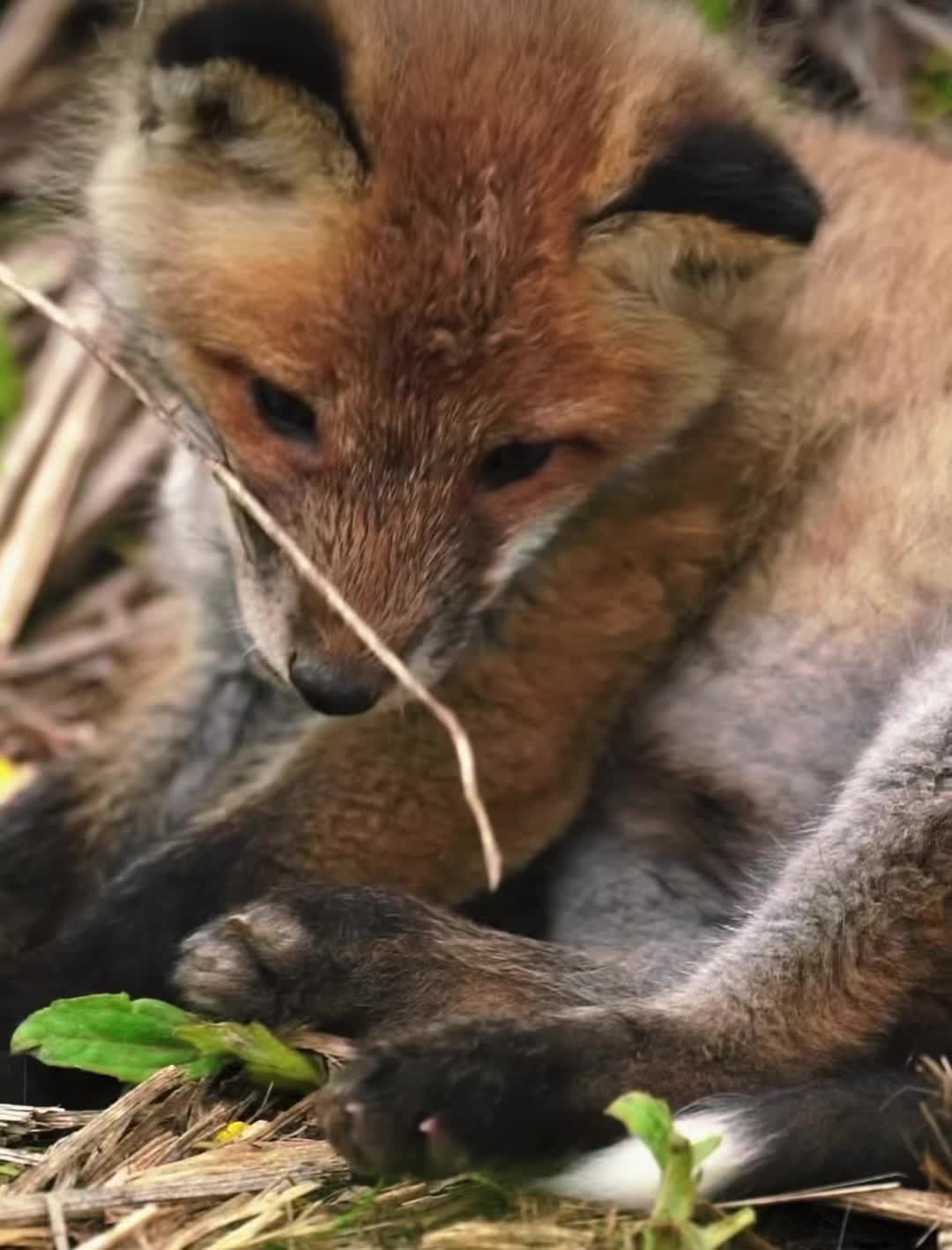 @𓃦 𝓣𝓱𝓮 ❤️ 𝓕𝓸𝔁𓃦