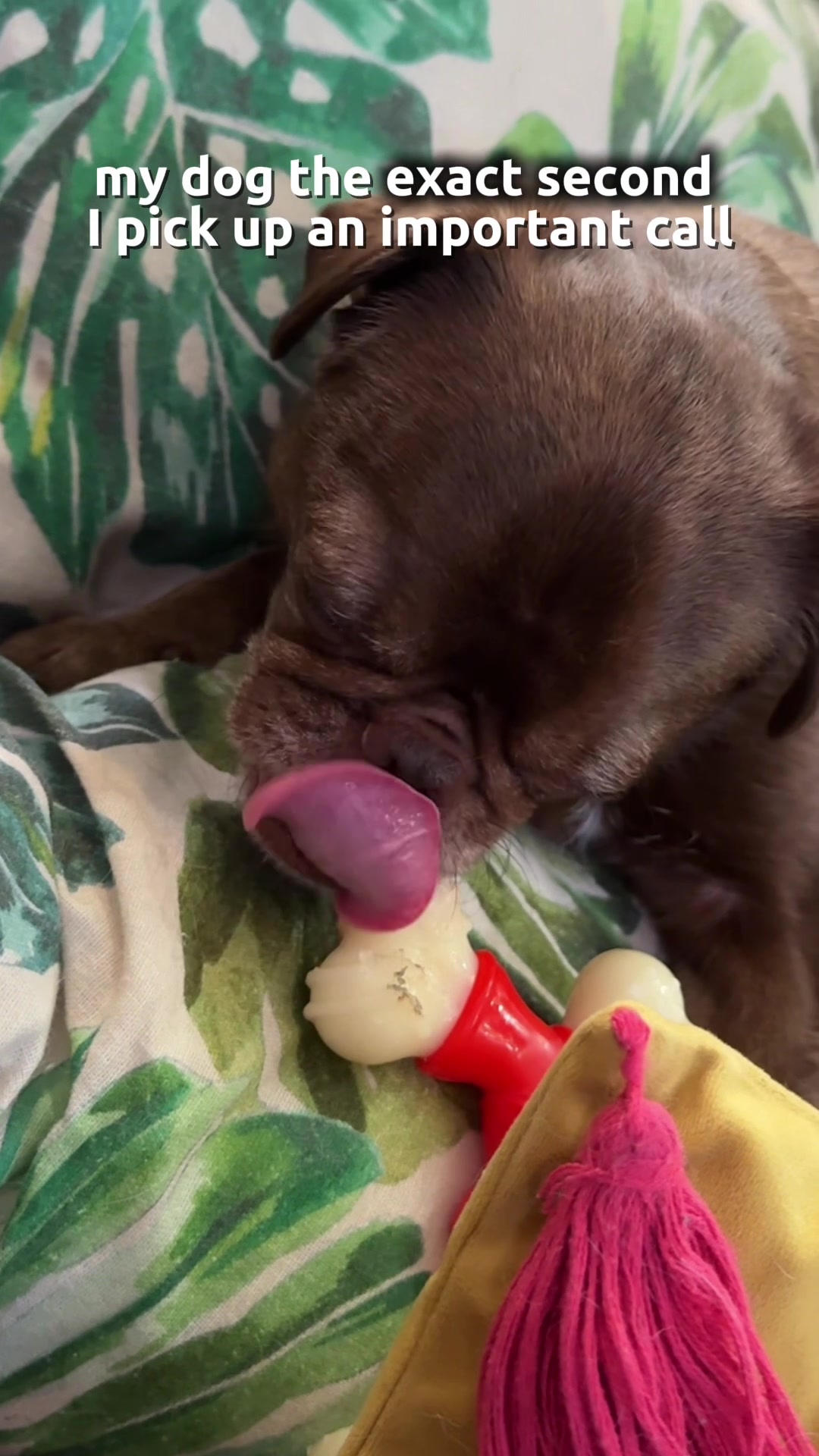 @ChilliThePug