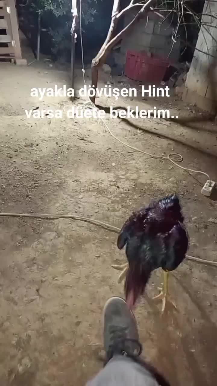 @ibrahim.
