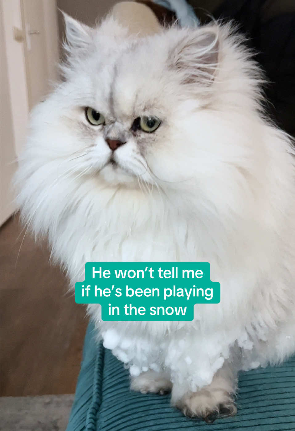 @Dutchkittycat