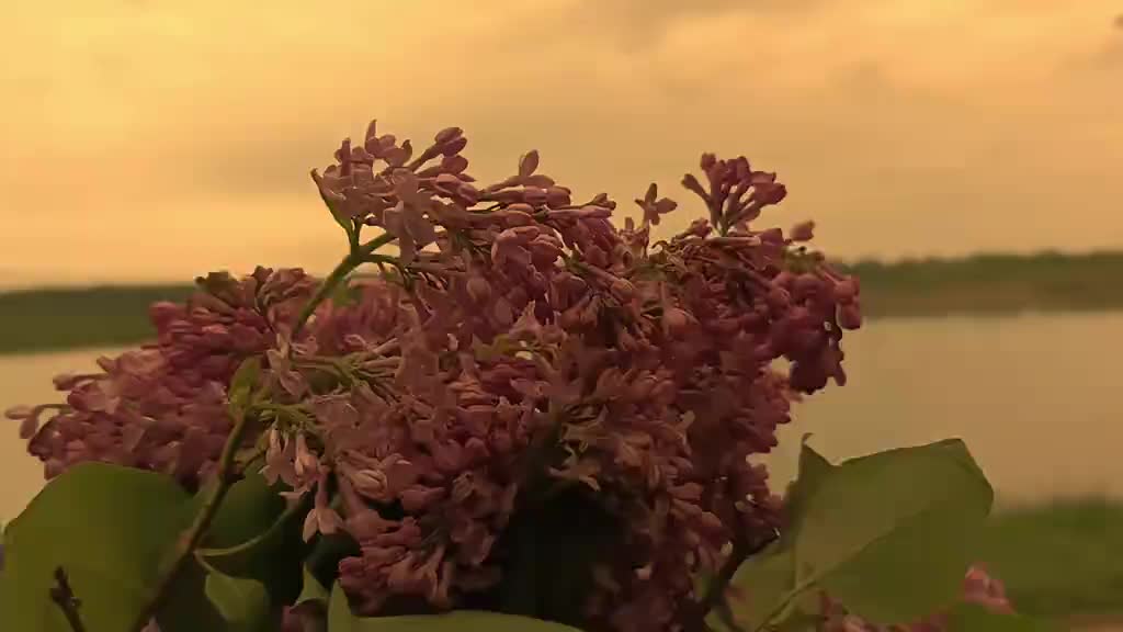 @dolmatov3873
