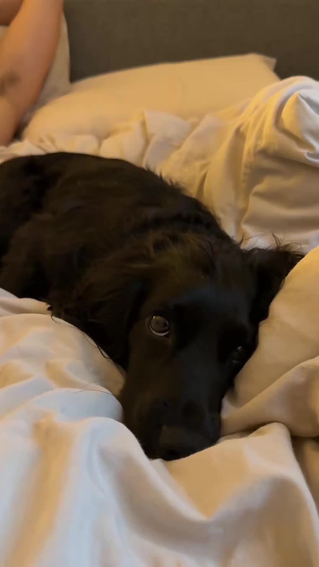 @maggie.moo.cocker