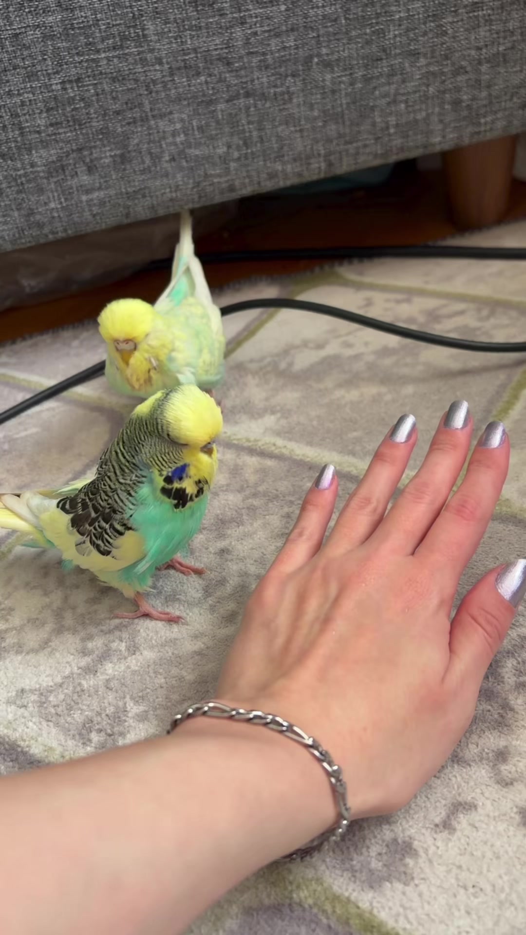 @bbb.budgie