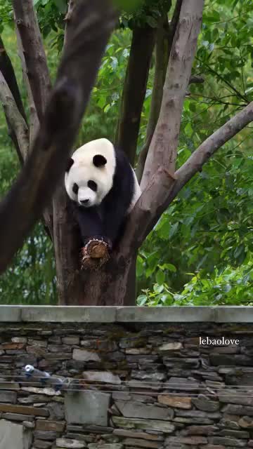 @pandy_pandaa