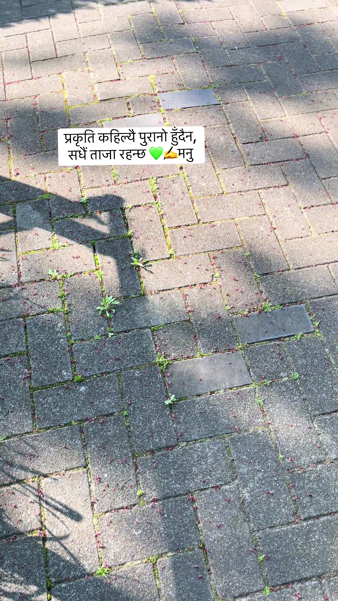 @manuchhetri