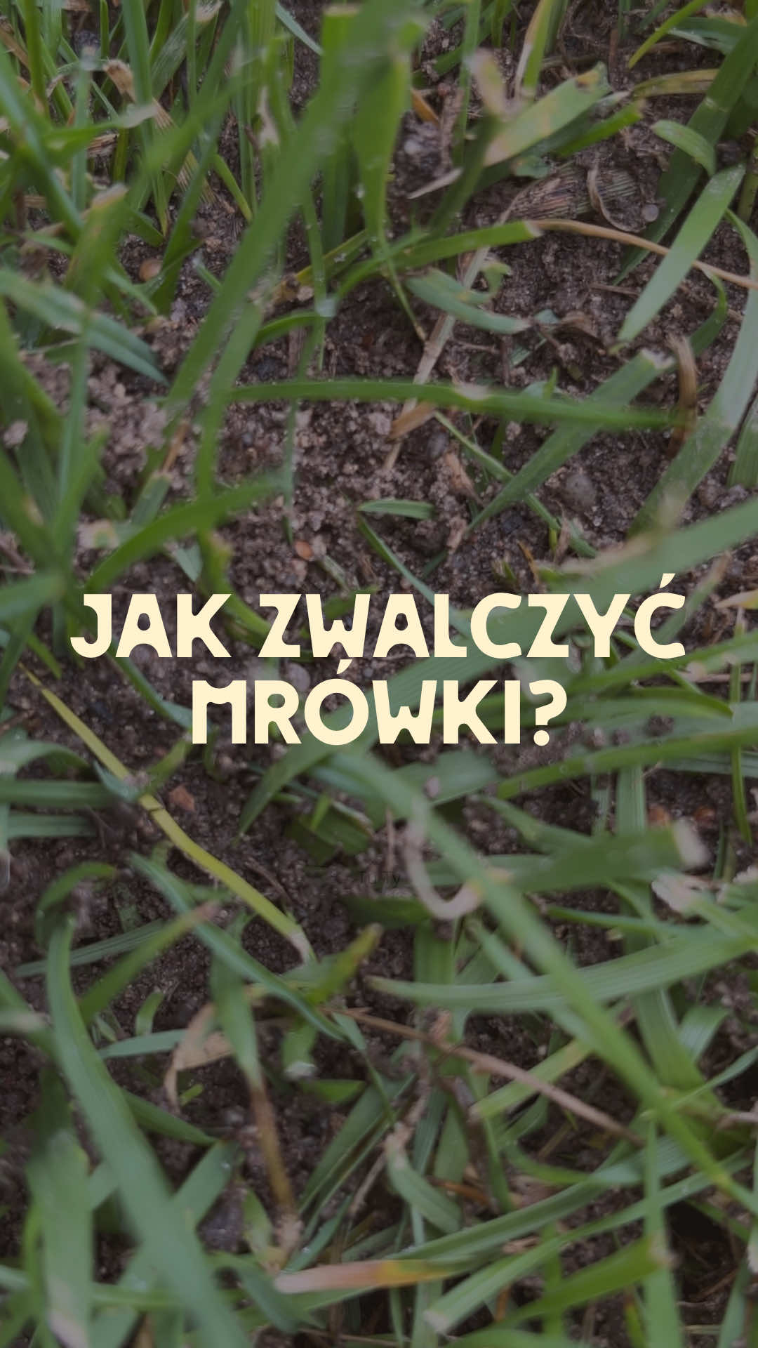 @Ogrodnik Doskonały