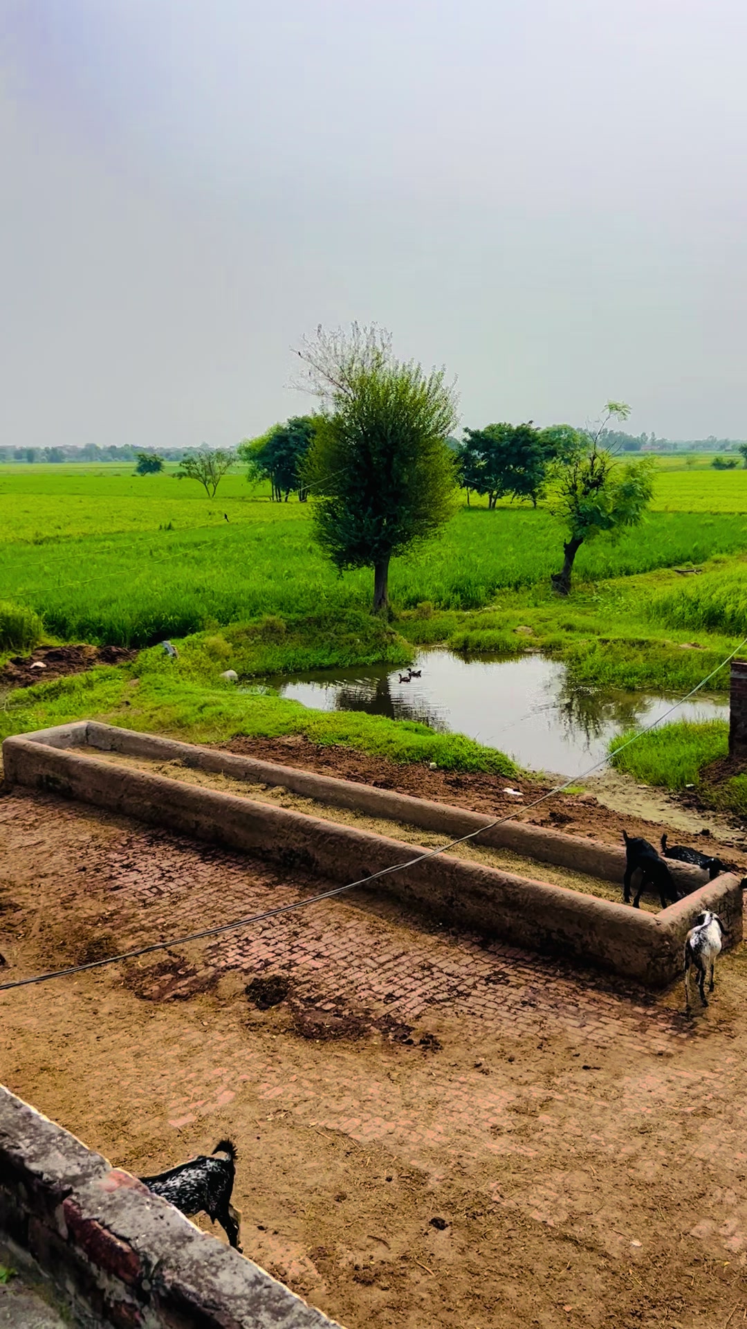@چوھدری تصدق مالک چیمہ