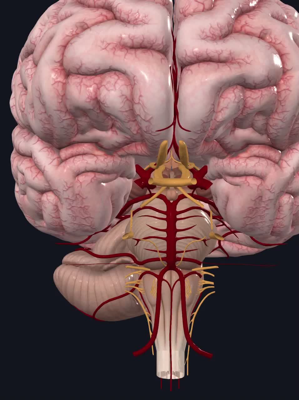 @Pasi&oacute;n por la Anatom&iacute;a