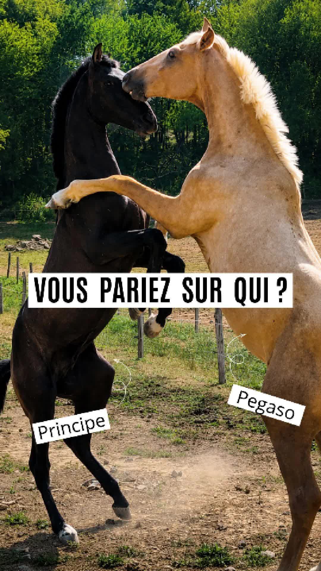 @Alegria Relation de Complicit&eacute;
