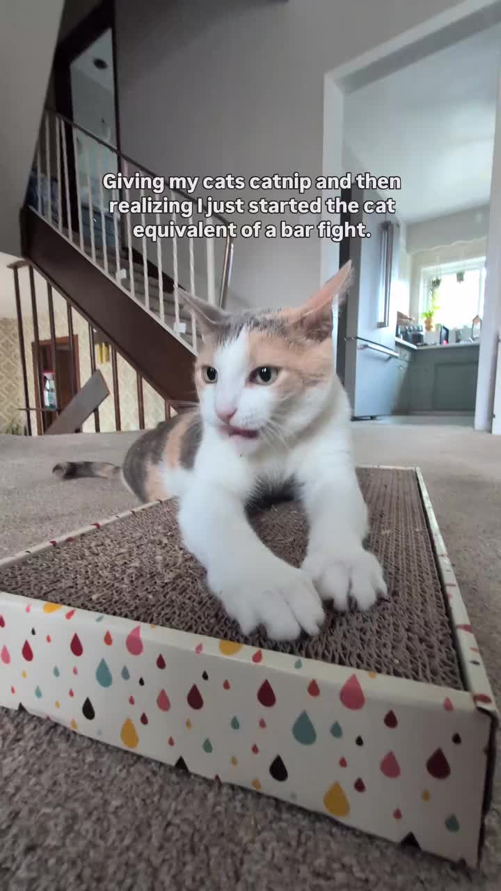 @Carly | Pet + Home Creator