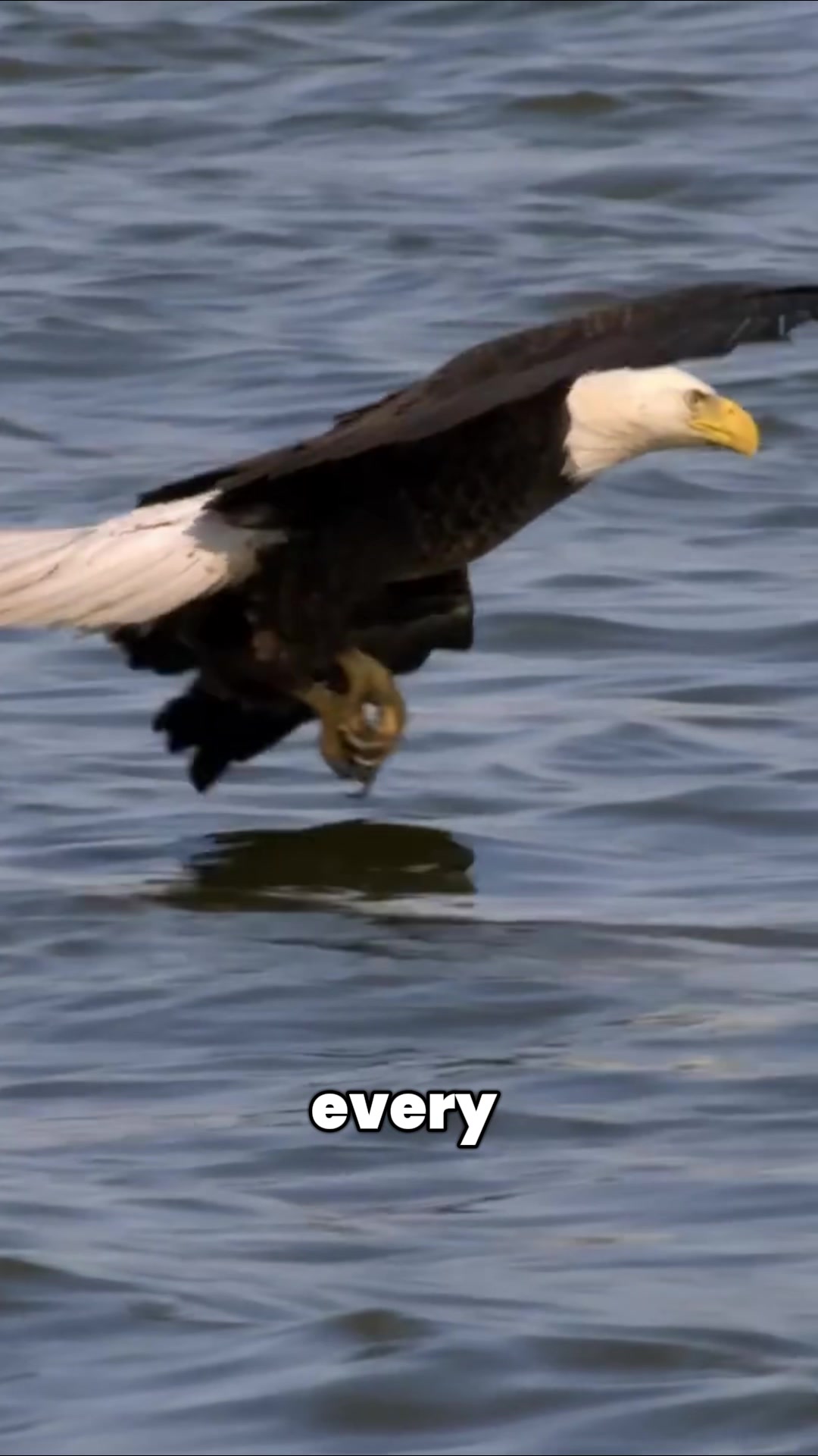 @thebirdlens