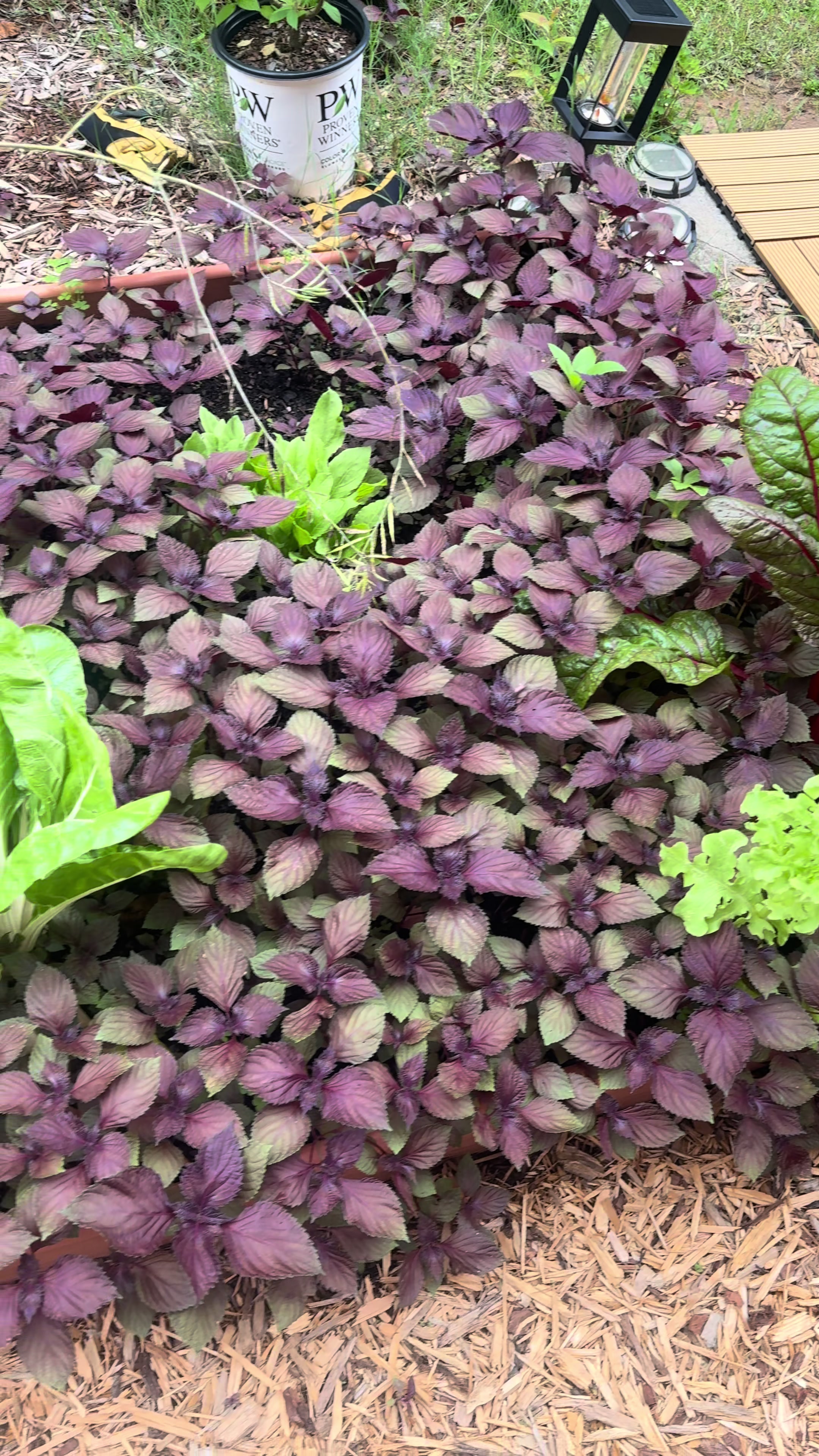 @Buff Gardener