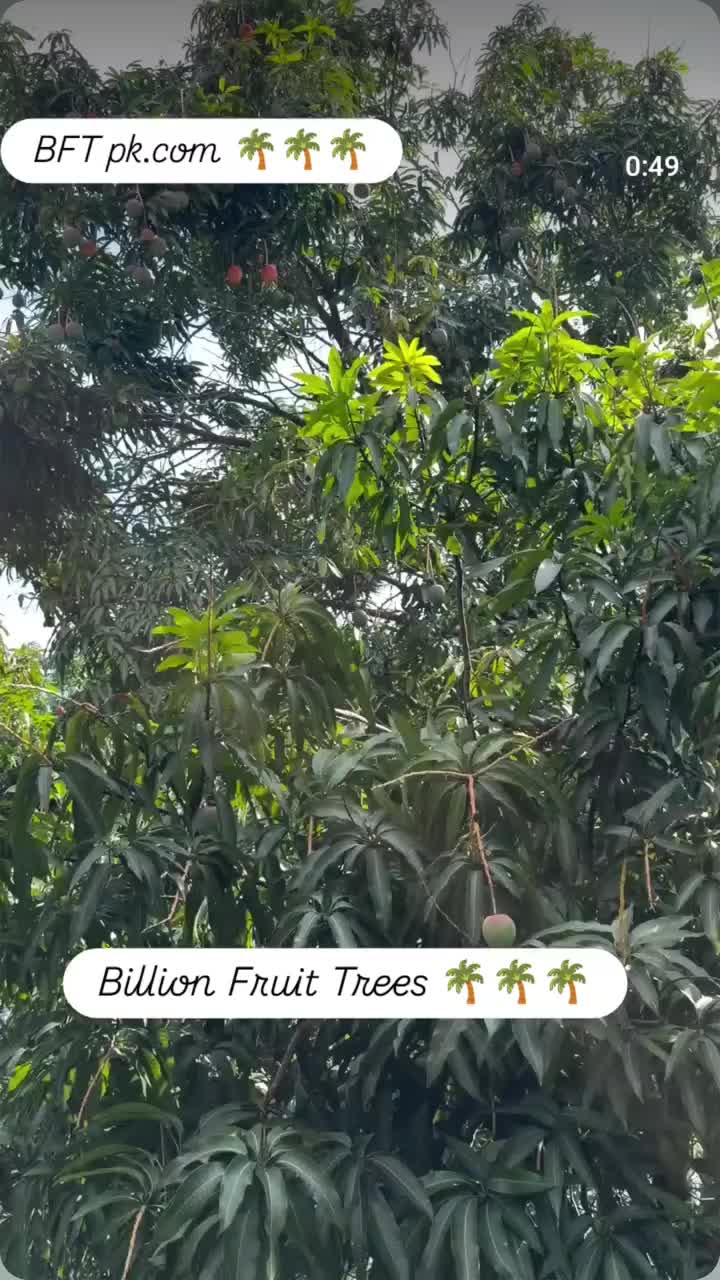 @BFT tv๐ธ๐ช๐ด๐ด๐ด