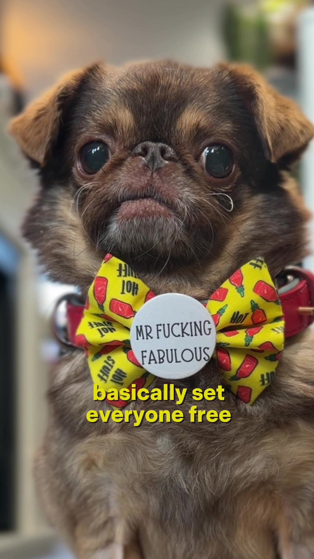 @ChilliThePug
