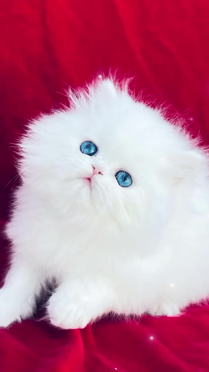 @𝐑𝐚𝐣𝐩𝐨𝐨𝐭 𝐐𝐮𝐞𝐞𝐧