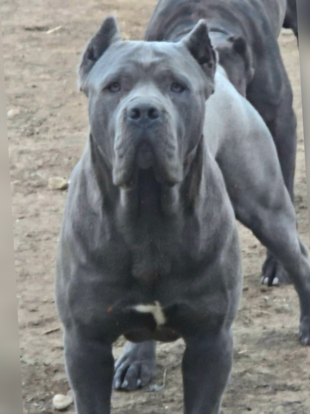 @MileHigh_Cane_Corso