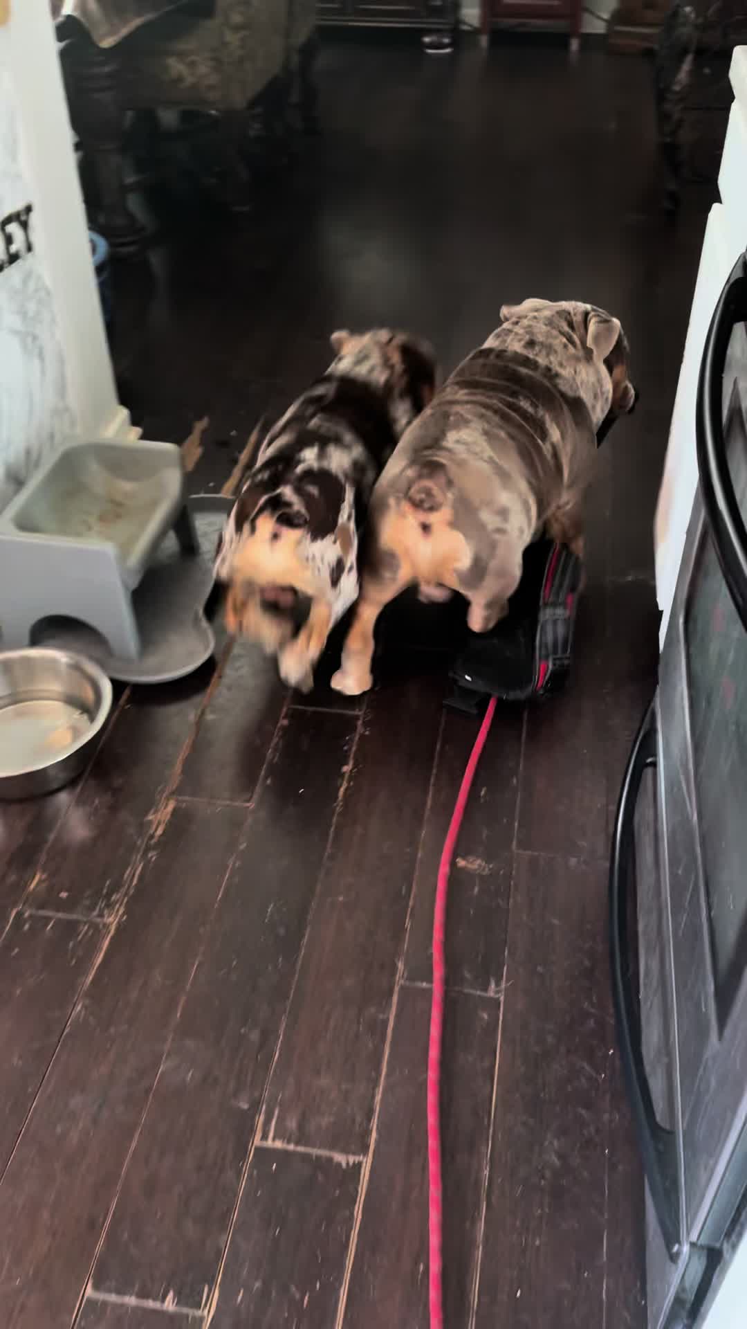 @barkleythabulldog