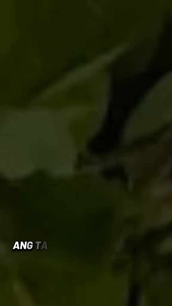 @jmrodavlas