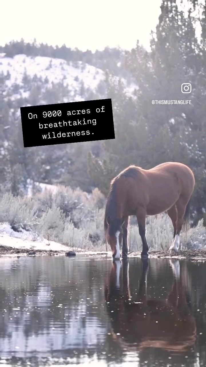 @thismustanglife