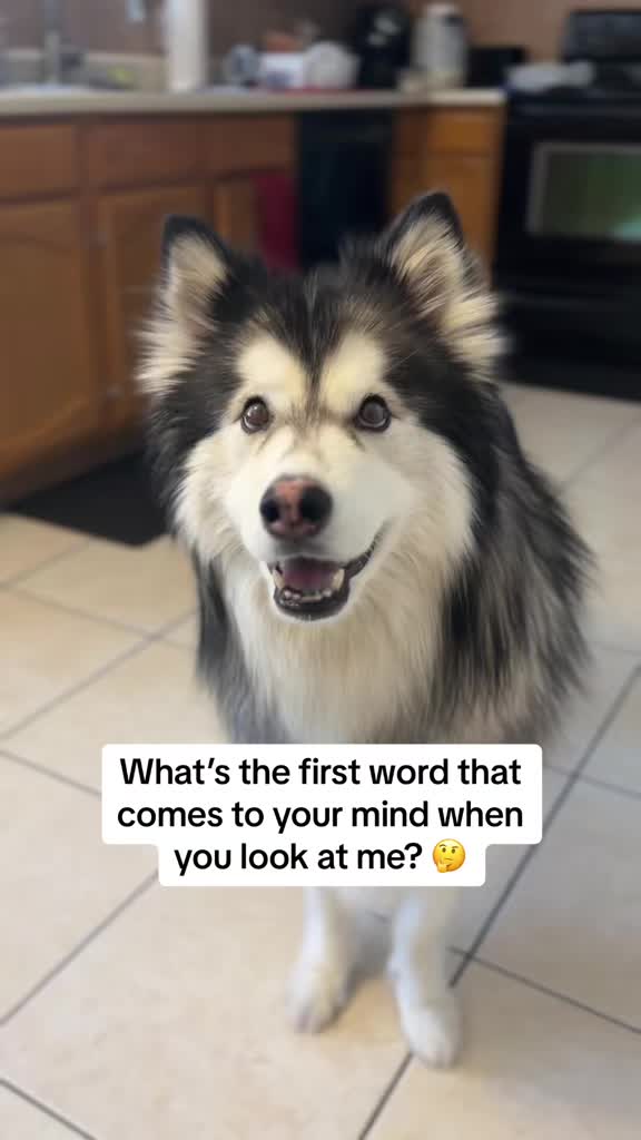 @Bandit The Husky