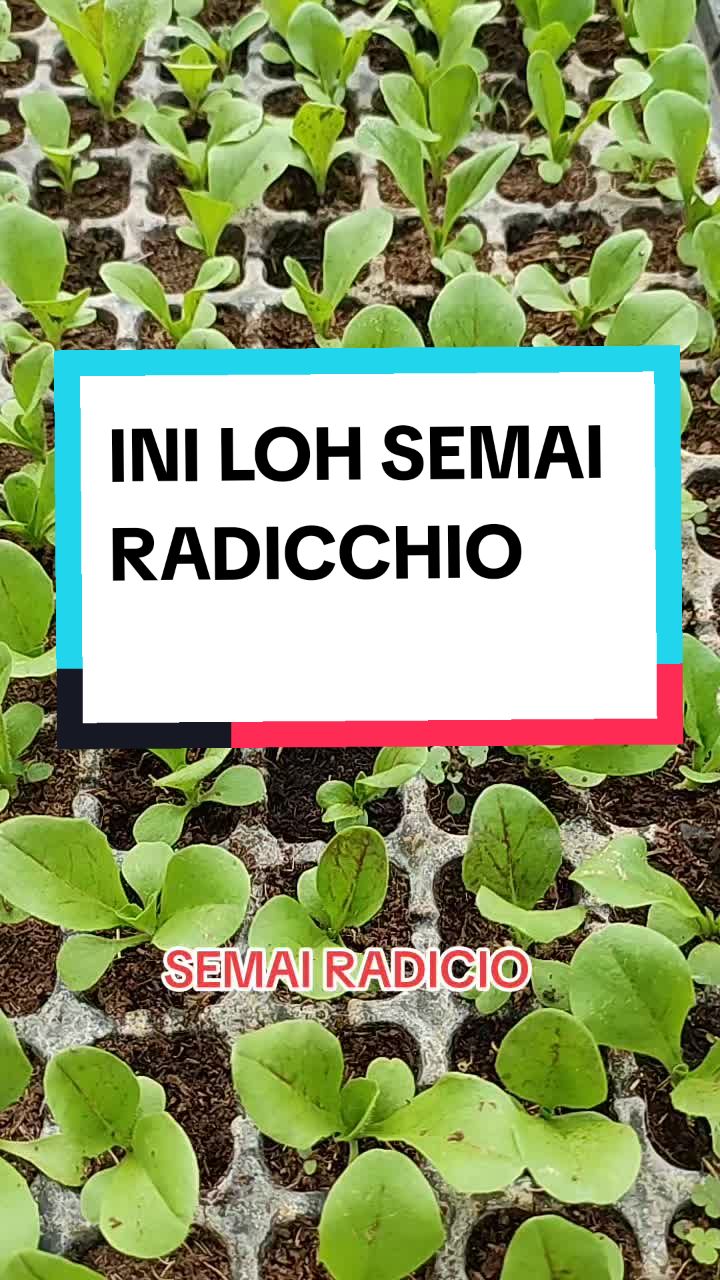 @ASRON