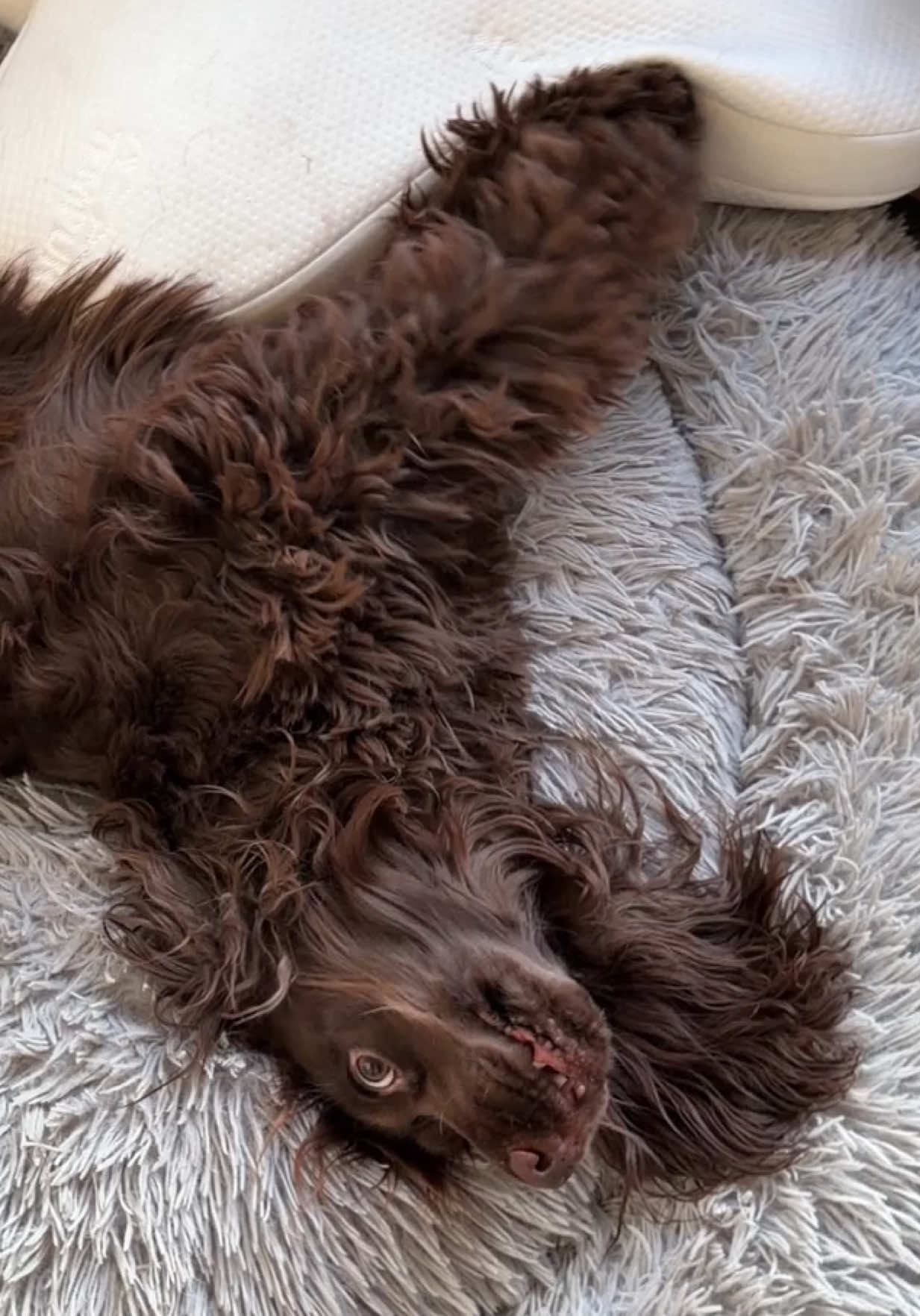 @Yoshi_der_Schokococker