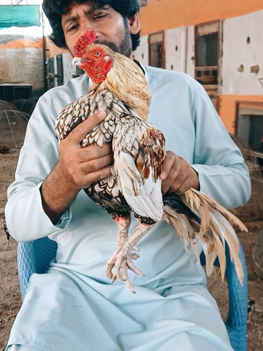 @Sajjad Aseel Farm