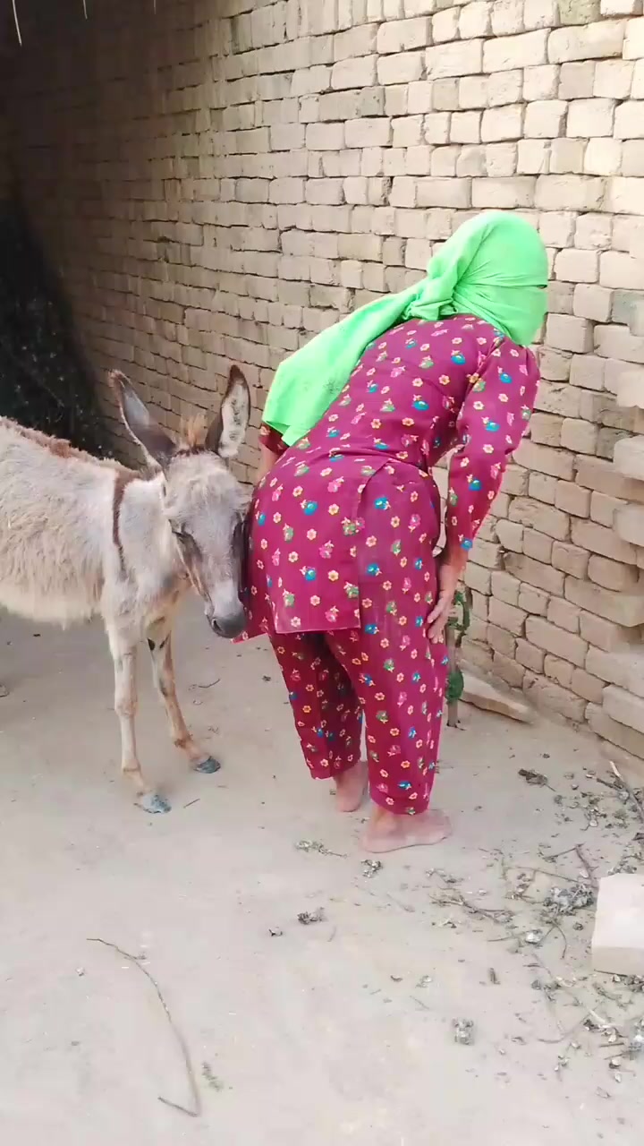 @animals053