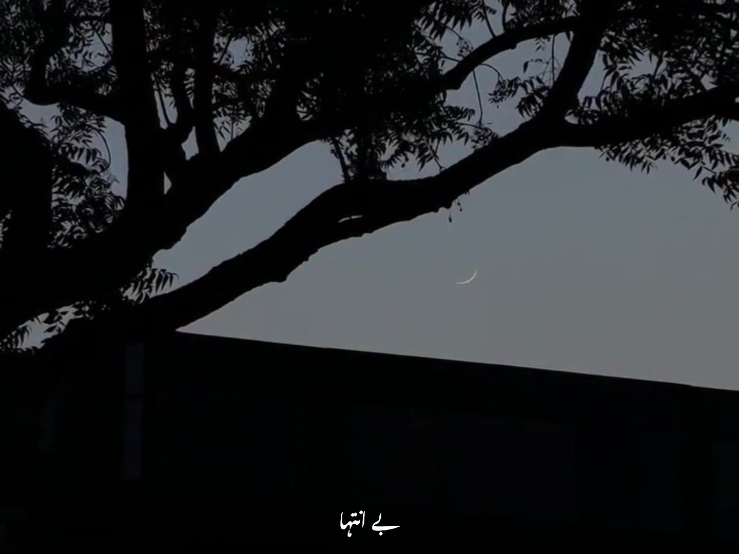 @ʟᴏꜰɪ ᴅʀᴇᴀᴍꜱ