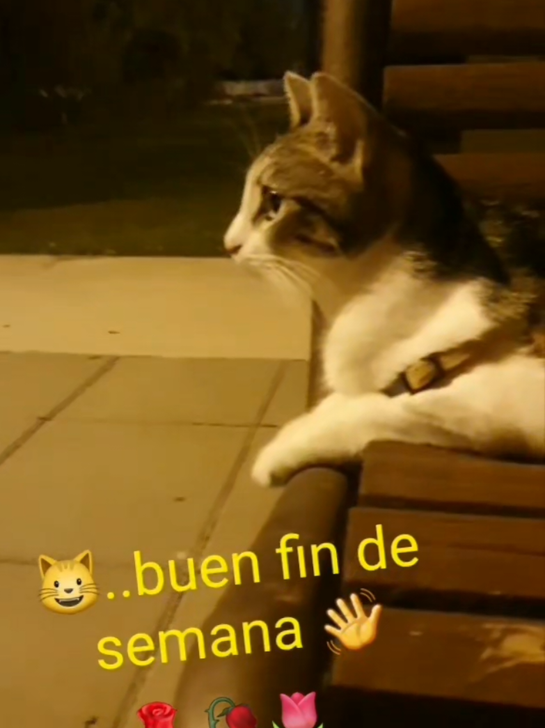 @nikii