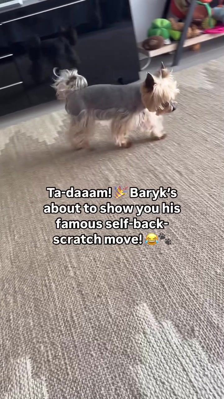 @✨Baryk & Bruno - Yorkies 🌍!