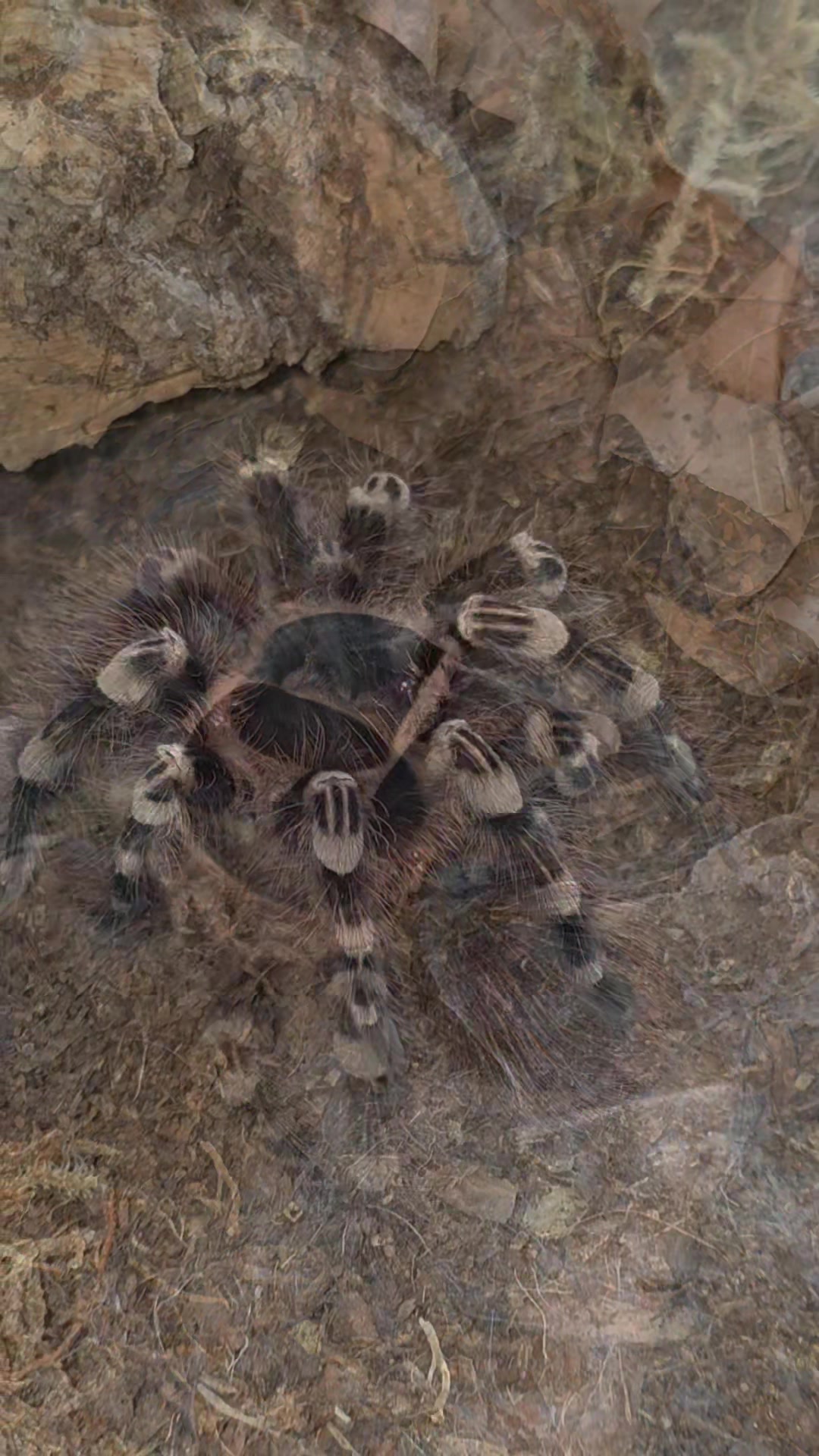 @selinas_spiders
