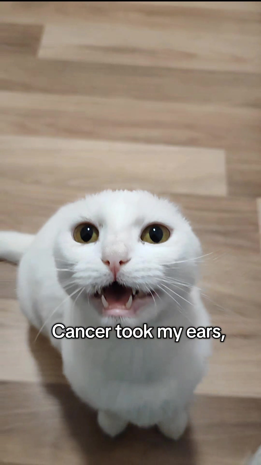 @Fluffy and Pixie