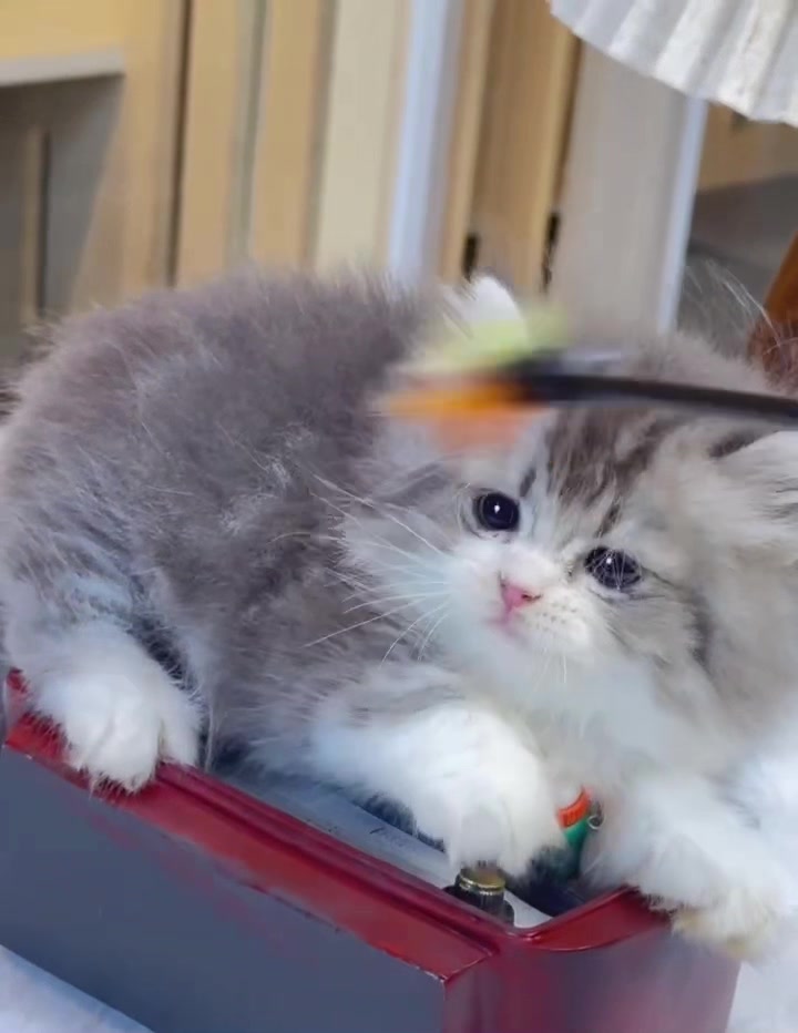 @fuyncats