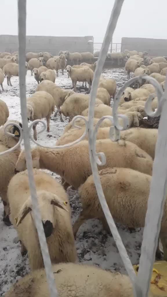 @Anatolian Shepherd Dog