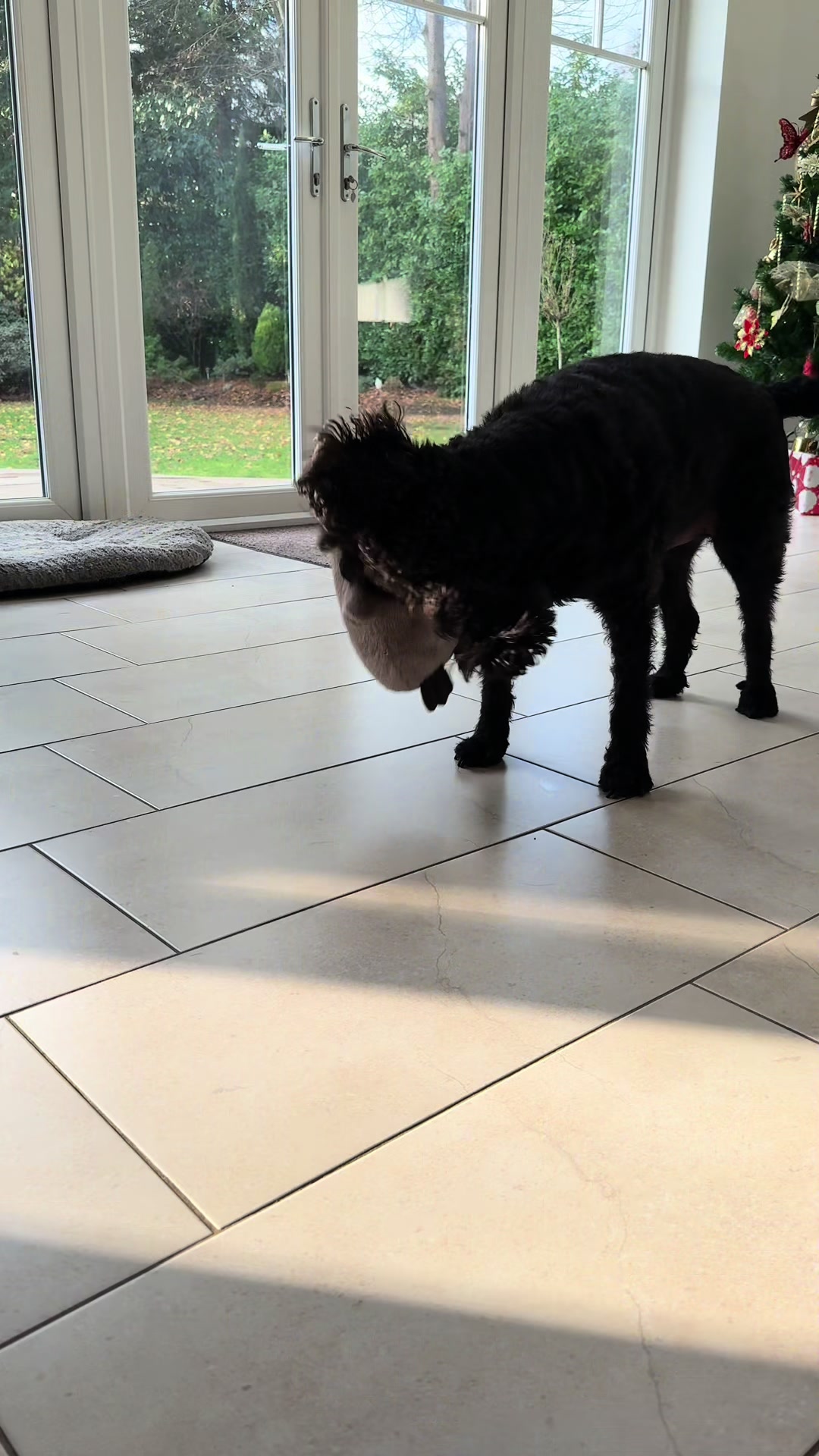@Harleen Grewal