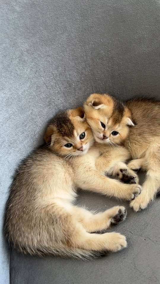 @🐈