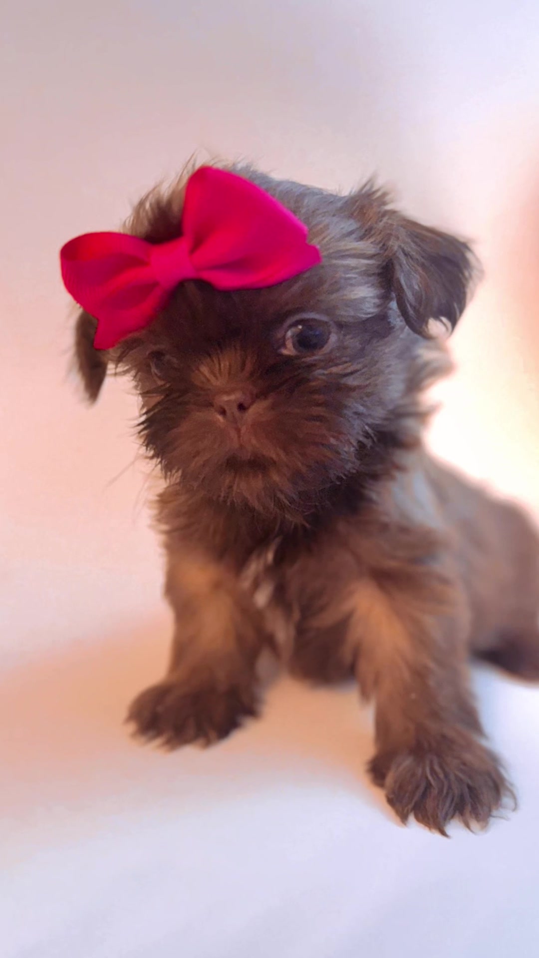 @SHIHTZU SOIR&Eacute;E