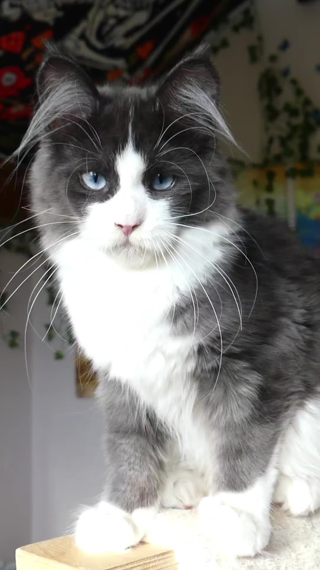 @Cattery Of Wild Kingdom