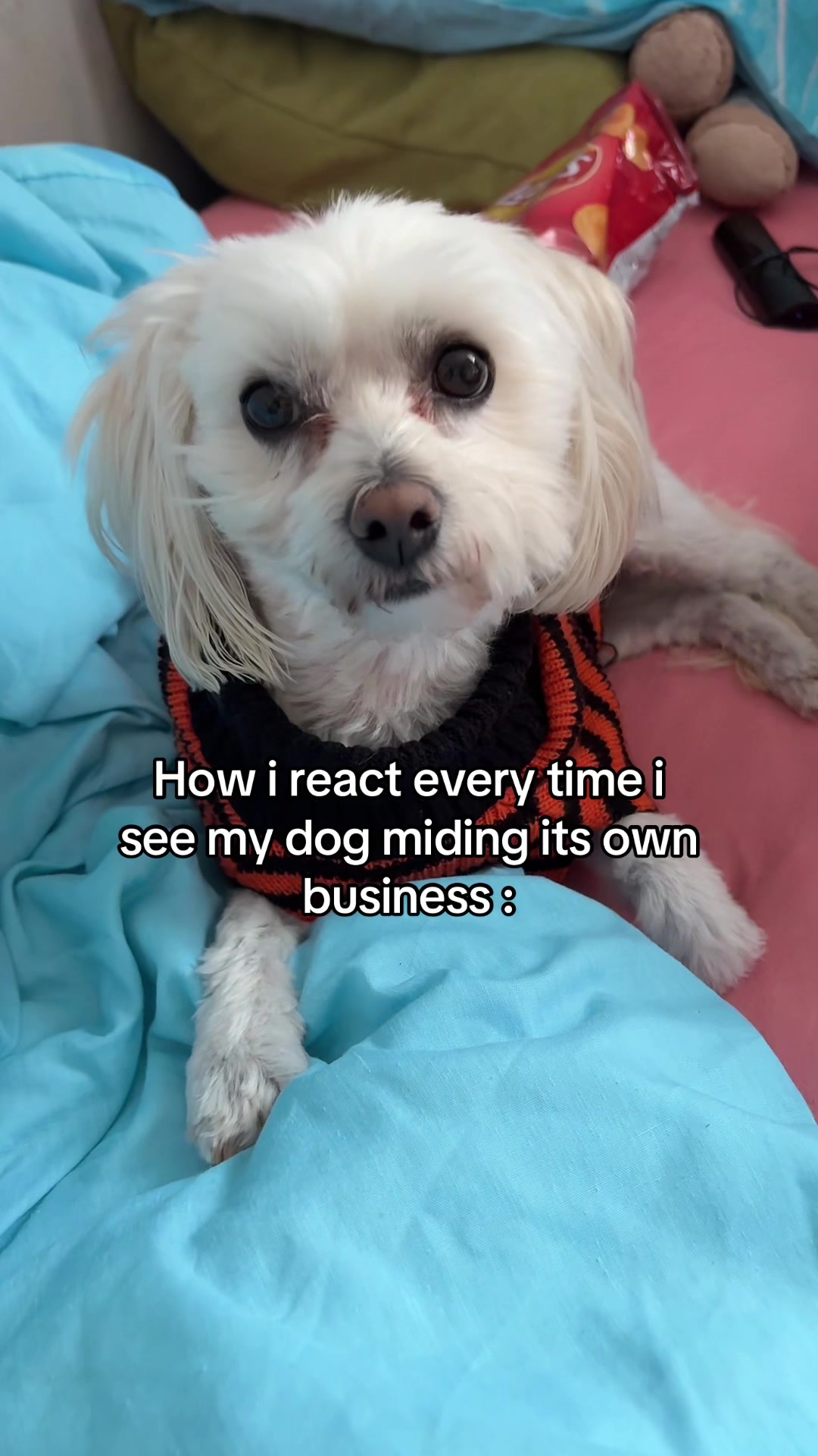 @Bella & Chitzi