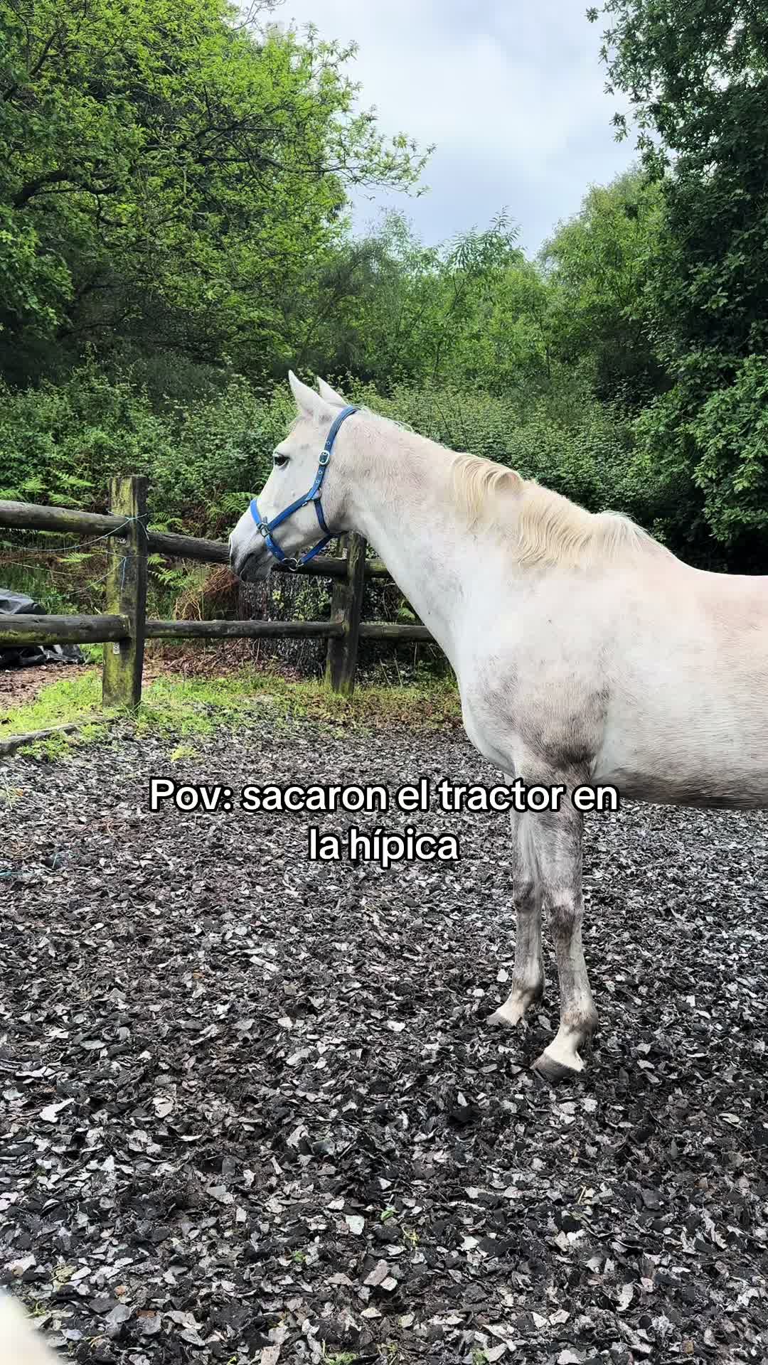 @Clauu🦕