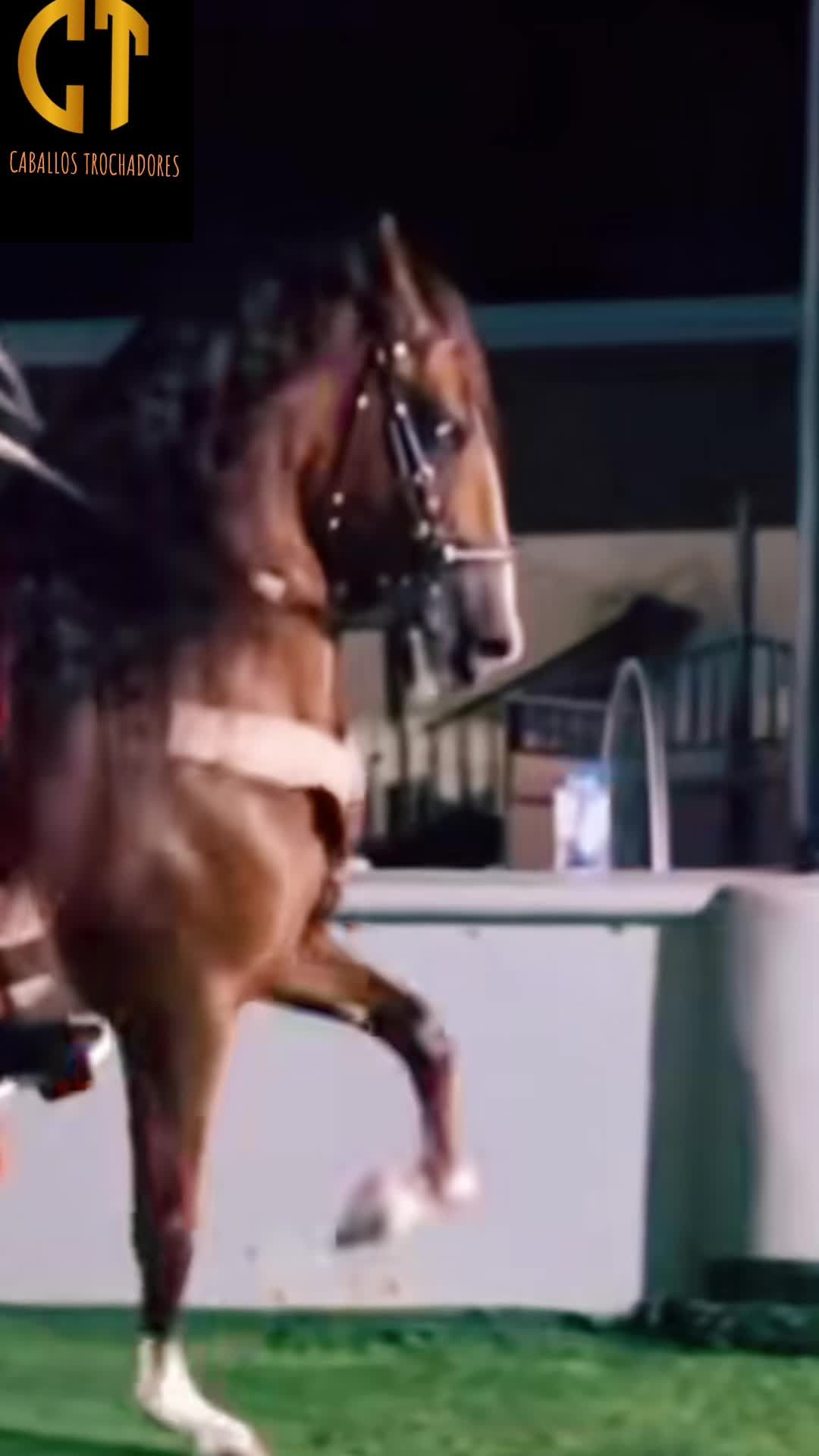 @Caballostrochadores