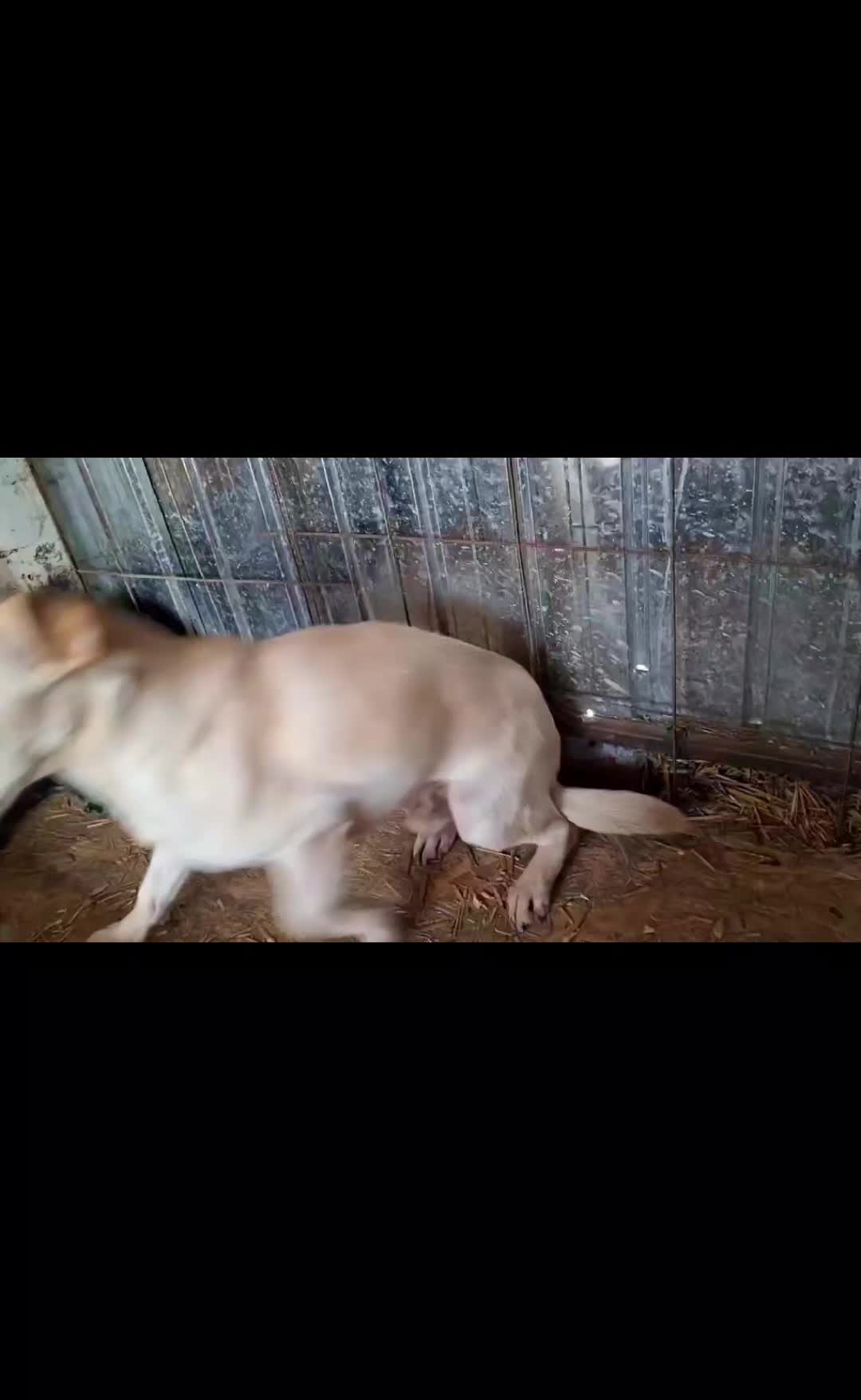@rescuersalexandria