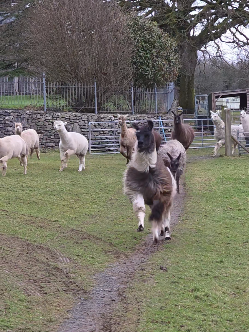 @Bardsea Alpacas and Llamas