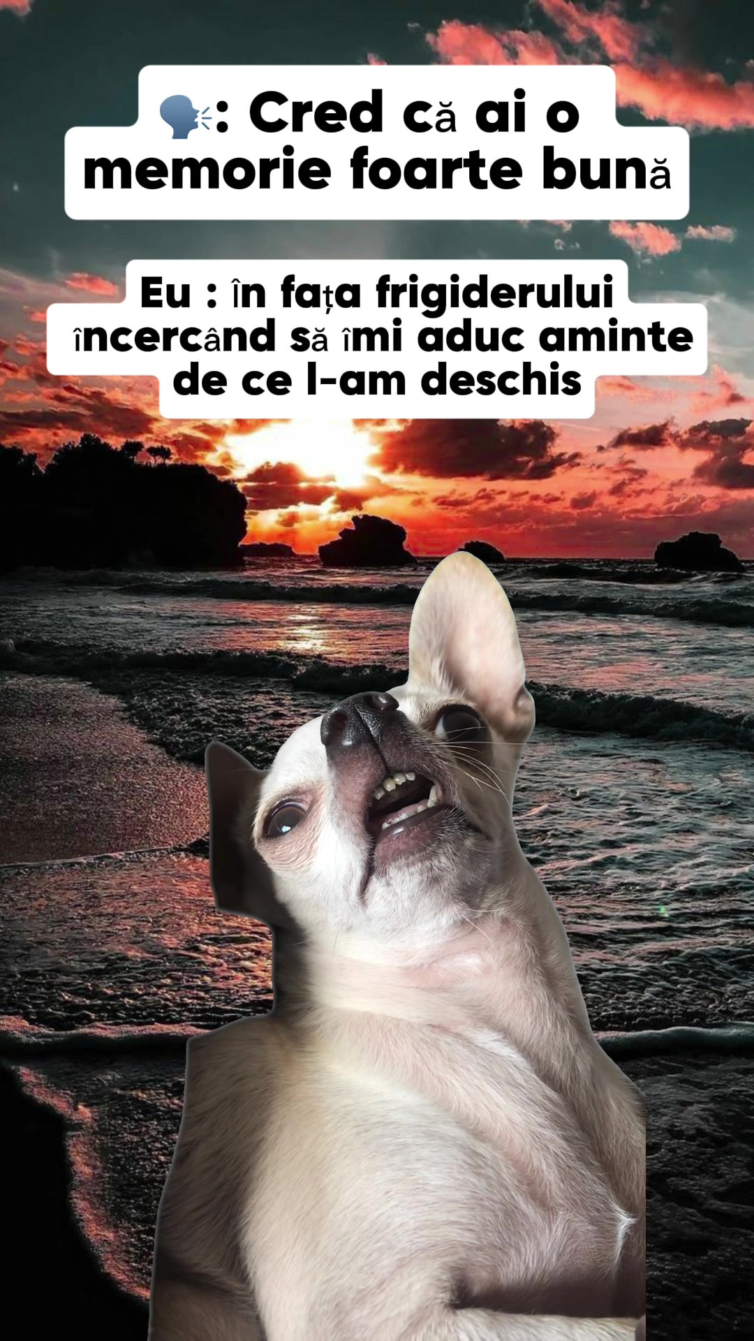 @Marina Andreea