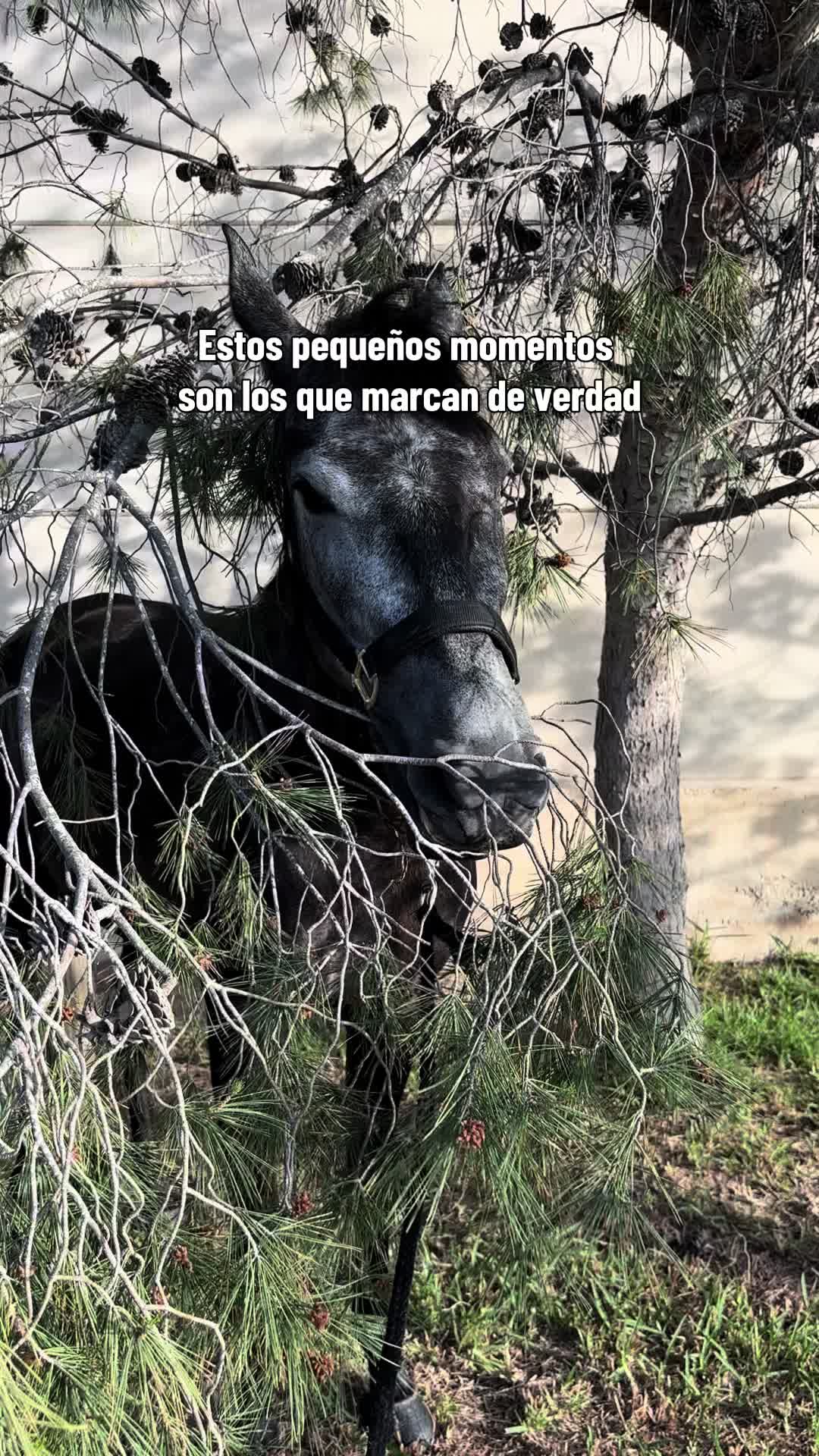 @Ana