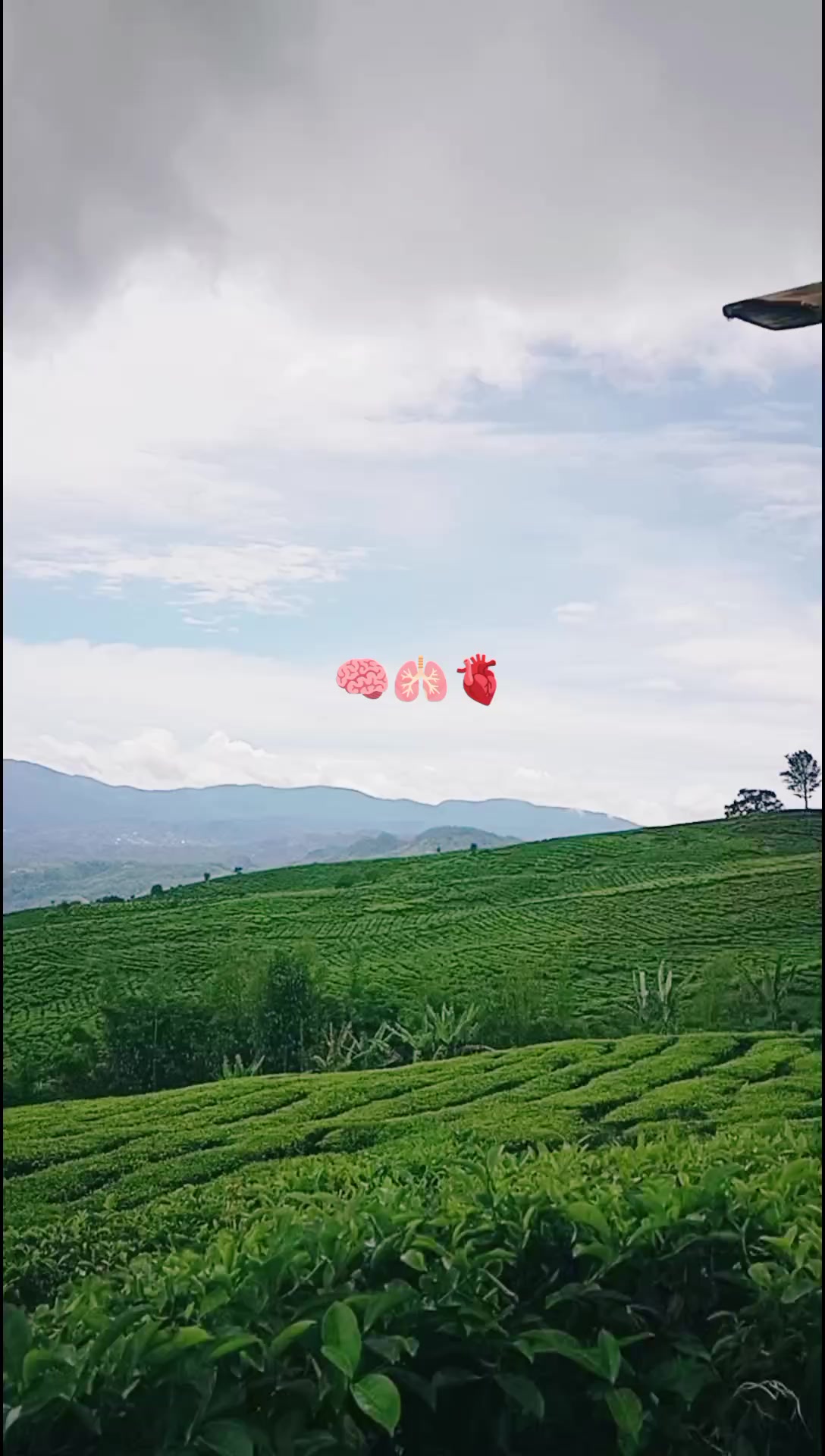 @🐥