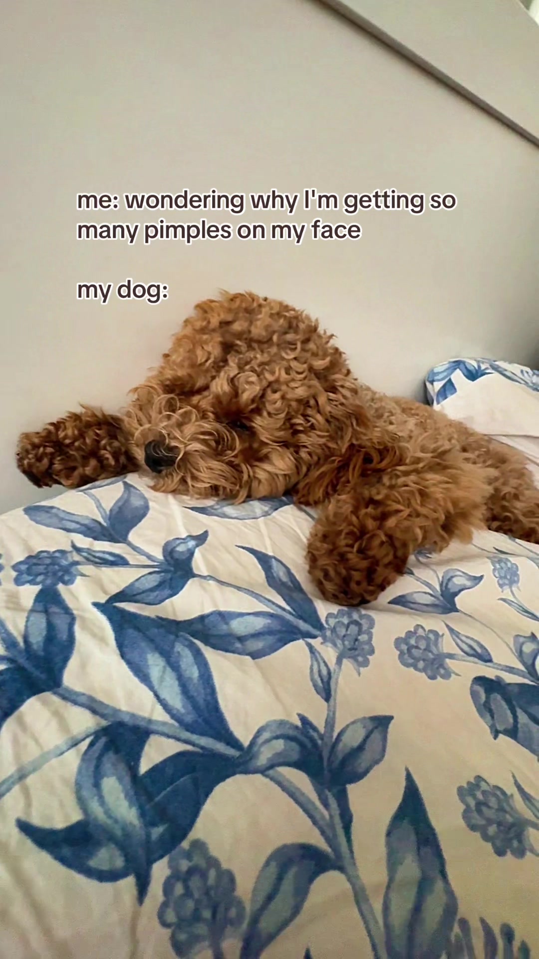 @Malibu Maltipoo 🎀