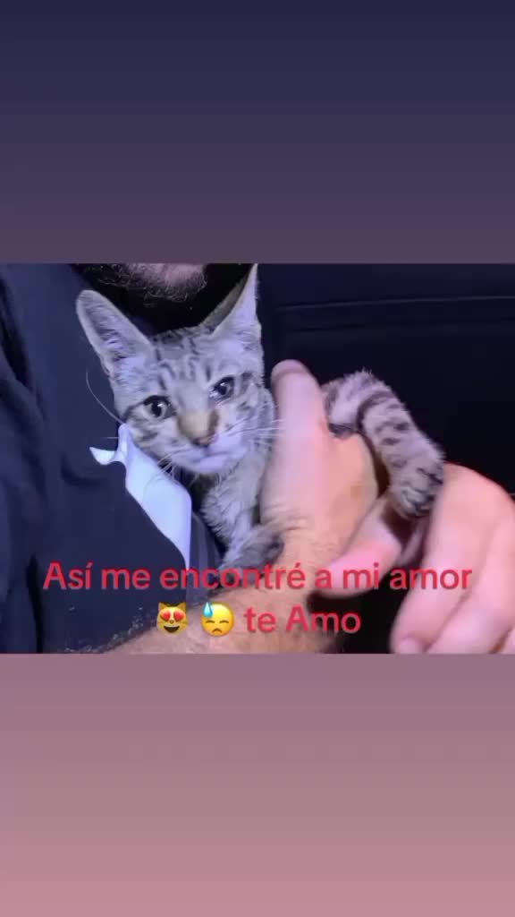 @Angie & Pintxin 😻